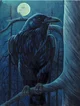 Raven Bird