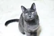 Russian Blue Cat