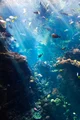 Mermaid user 