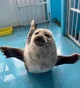 Seal Daycare
