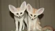 Two fennec foxs Pet