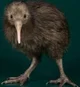 Kiwi image