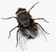 Fly