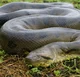Anaconda