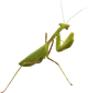 Mantis