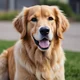 Your talking dog