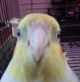 birb