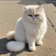 Cat Simulator 