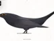 i am a crow