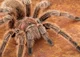 Rose The Tarantula