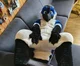 Avalon jay Fursuit 