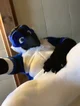 Avalon jay Fursuit 