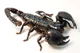 Emperor scorpion