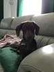 Jude -daschund-