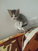 Smol cat