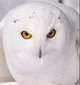 Hedwig