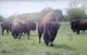 Bison herd