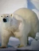 Polar bear