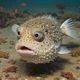 Pufferfish