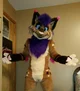 Strobes Fursuit 