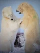 Polar bear dual