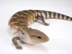 Blue tongue skink