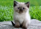Gato filhote 