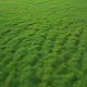 Infinite grass field