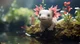 Axolotl