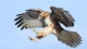 Red-tailed hawk
