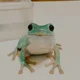 Pet Frog