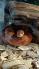 corn snake