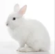 Conejito Blanco 