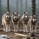 Wolf Pack