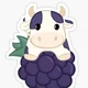Blackberry Cow