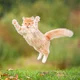 Random cat