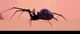 Peni Parker-s Spider