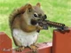 Gun squirrel