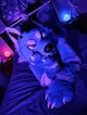 Starfly wolf Fursuit