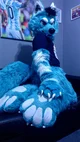 Starfly Wolf Fursuit