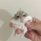 King Hamster