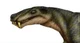 Cyonosaurus