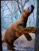 Giant ground sloth 