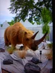 Woolly Rhino 