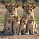 the lion family 