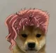 Kakyoin dog