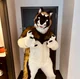 Slate Akita Fursuit 