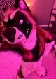Slate Akita Fursuit 