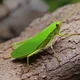 katydid