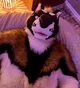 Slate Akita Fursuit 